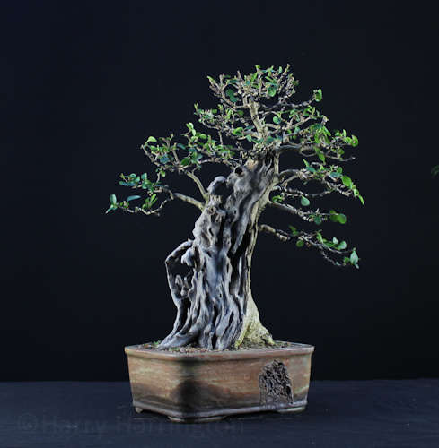 Privet Bonsai Styling